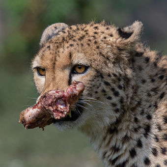 Gepard štíhlý/Cheetah (Acinonyx jubatus)