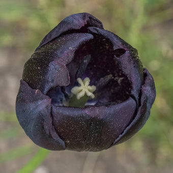 Tulipán černý