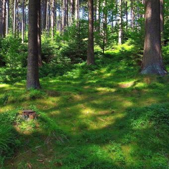 Kouzlo lesa v Podolankách