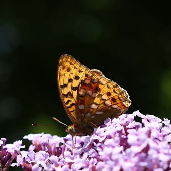 Motýl na motýlím keři :-)