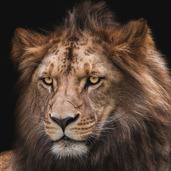 Lev konžský