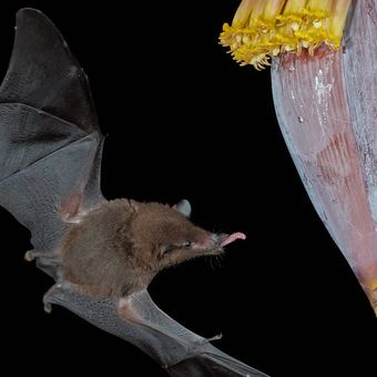 Listonos citrusový (Lonchophylla robusta) Orange Nectar Bat
