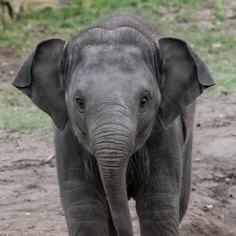 Amalee, sedmiměsíční sloní samička
