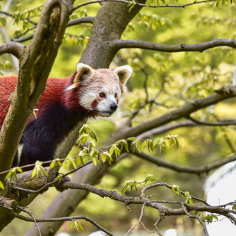 Panda Červená