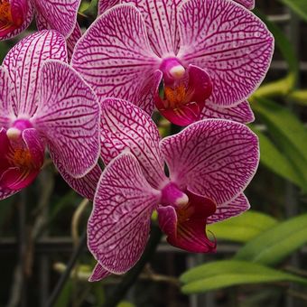 Orchidej Phalaenopsis II.