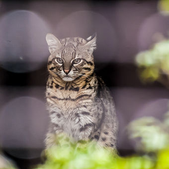 Kočka slaništní (Leopardus geoffroyi)