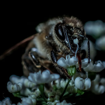 Včela medonosná kapská