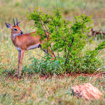 Antilopa trávní neboli Steenbok (Raphicerus campestris) - Kruger NP, Jihoafrická republika