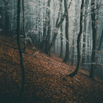 Rano v lese