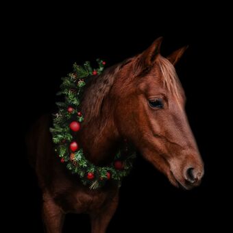 Vánoční portrét koně