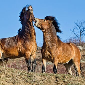 Echmoorský pony : Souboj