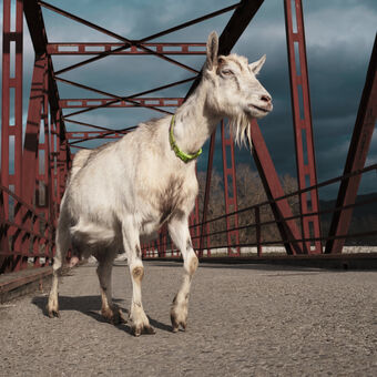 Koza na moste