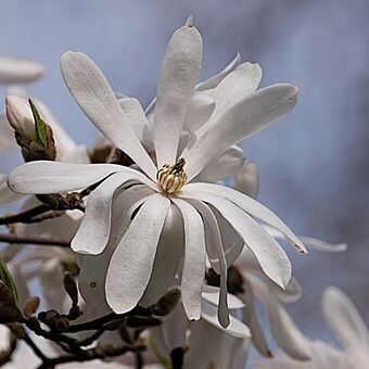 šácholan  hvězdovitý ( magnolie )