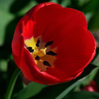 Tulipán z letošních Vrbčan