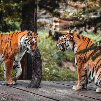Tygří výchova