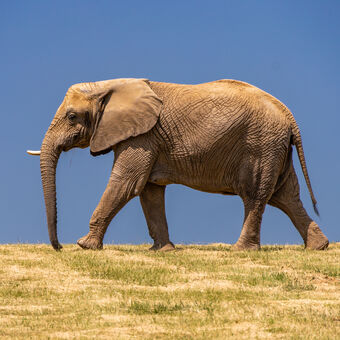 Slon africký v zoo Zlín