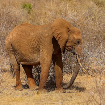 Krása červených slonů z Tsava