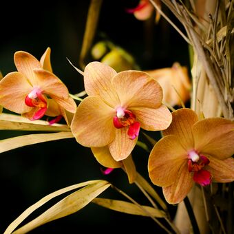 Slaměná orchidej
