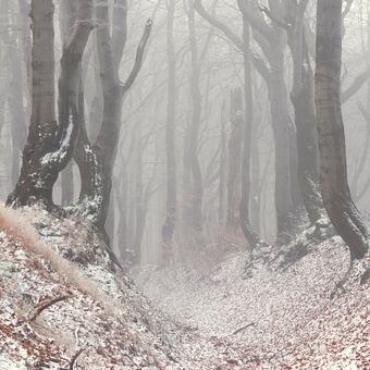 mrazivý bukový les