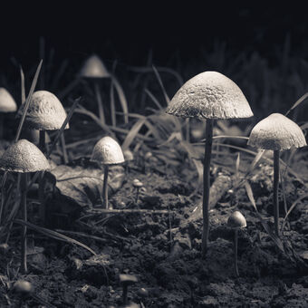 Noční houbičky