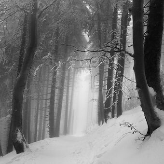 Lesní zimní cestou