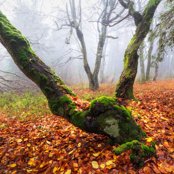 Mlhavý Dvorský les