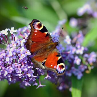 Ľahké je byť krásny keď si motýľ...