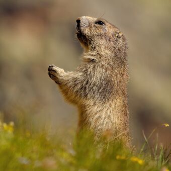 Svišť alpský (Marmota marmota)