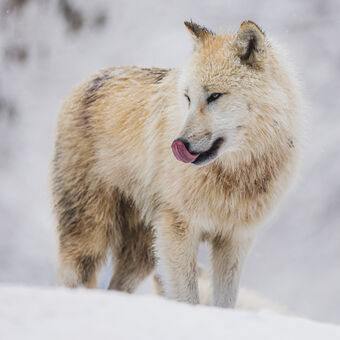 Vlk arktický