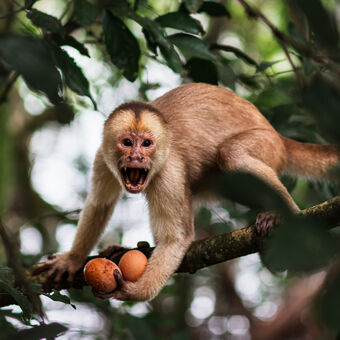 Opičí zloděj v amazonském pralese