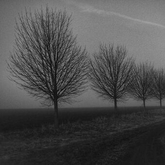 Ráno, stromy, mlha