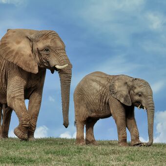 slon africký  - zoo Zlín