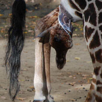 Porod žirafa