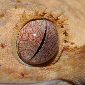 rhacodactylus ciliatus - Pagekon