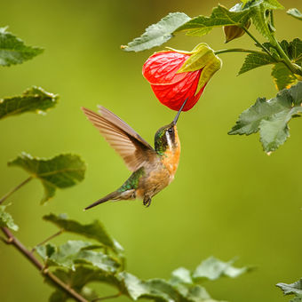 Kolibřík | Panama