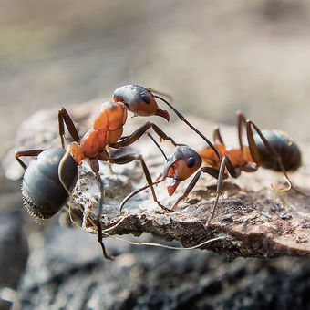 Mraveniště ožívají