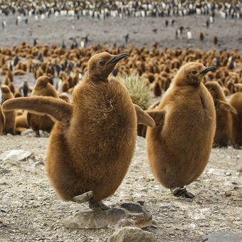 Mláďata tučňáka císařského