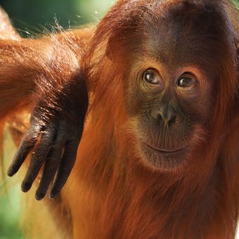Malá orangutanice Diri