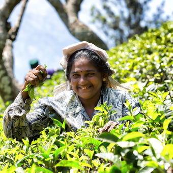 Tamilská žena trhající lístky čaje
