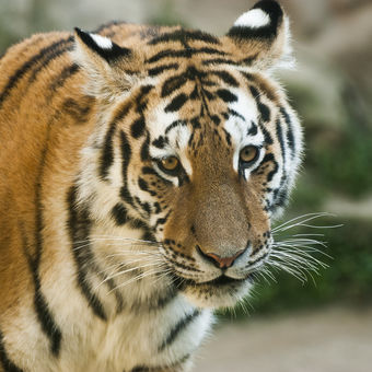 Tygr Ussurijský