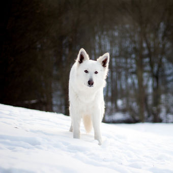 Vlk ve sněhu