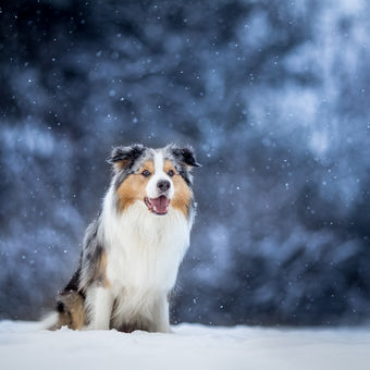 Zimni pes