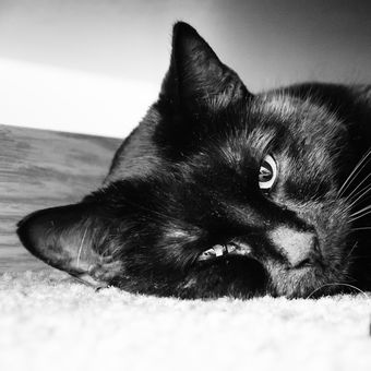Čierna mačka pod posteľou