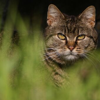 kočka v trávě