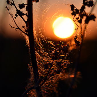 slunce v pavučině