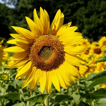 Sunflower greeting  . . .