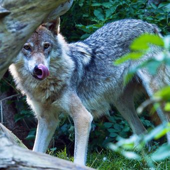 Vlk v Innsbrucku