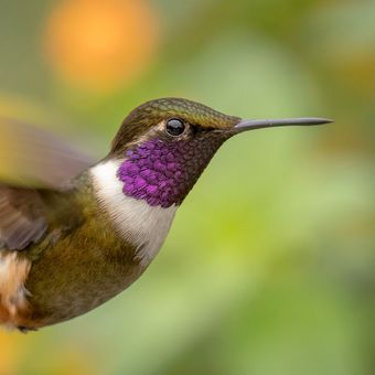 Kolibřík Mitchellův (Calliphlox mitchellii) Purple-throated woodstar