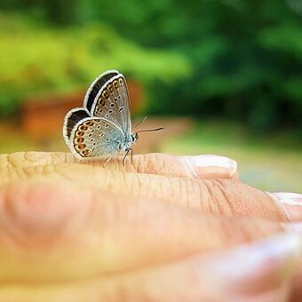 Motýl na ruce