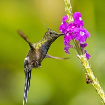 Kolibřík ostrochocholatý  (Discosura popelairii)  Wire-crested thorntail